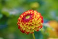 Close up of magical Dahlia flower.