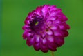 Close up of magical Dahlia flower.