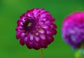 Close up of magical Dahlia flower.