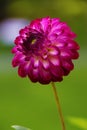 Close up of magical Dahlia flower.