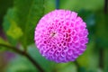 Close up of magical pink maaike flower.