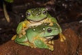 Magnificant Tree Frogs Royalty Free Stock Photo