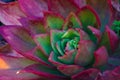 Close-up of a magnificent bright and vibrant Echeveria Red Glow succulent cactus plant