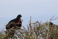 A close up of a magnificent frigatebird, Fregata magnificen, flying Royalty Free Stock Photo