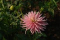 A close up of magnificent pink Dahlia flower of the `Park Princess` variety in dew in the garden Royalty Free Stock Photo