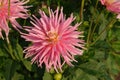 A close up of magnificent pink Dahlia flower of the `Park Princess` variety in dew in the garden