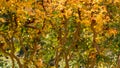 Close up in a beautiful twisted trunk shrub in autumn