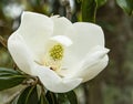 Close Up of a Magnolia Bloom