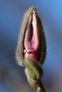 Close up of a magnolia blossom. The bud is just opening. Part of the bud is still protected. The background is blue Royalty Free Stock Photo