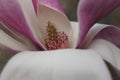 Close up of magnolia flower,