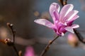 Close-up of a magnolia flower Royalty Free Stock Photo