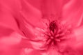 Close-up magnolia flower colored in Viva Magenta - color of the year 2023. Natural floral banner with copy space. Vivid spring