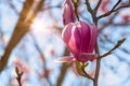 Close Up of Magnolia Flower with Orange Flare on Blurred Background