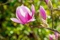 Close Up of Magnolia Flower with Orange Flare on Blurred Background