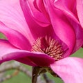 Close-up of a magnolia flower Royalty Free Stock Photo