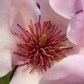 Close-up of a magnolia flower Royalty Free Stock Photo