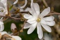 Close up of magnolia flower with white petals. Magnolia trees flower for about three days a year in springtime.