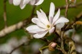 Close up of magnolia flower with white petals. Magnolia trees flower for about three days a year in springtime.