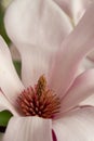 Close up of magnolia flower with white petals. Magnolia trees flower for about three days a year in springtime.