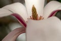 Close up of magnolia flower with white petals. Magnolia trees flower for about three days a year in springtime.