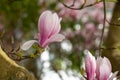 Close up of magnolia flower with white and pink petals. Magnolia trees flower for about three days a year in springtime.