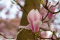 Close up of magnolia flower with white and pink petals. Magnolia trees flower for about three days a year in springtime. Royalty Free Stock Photo