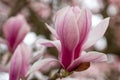 Close up of magnolia flower with white and pink petals. Magnolia trees flower for about three days a year in springtime. Royalty Free Stock Photo