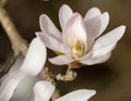 Close up of magnolia flowers with white petals. Magnolia trees flower for about three days a year in springtime.