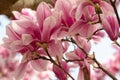 Close up of magnolia flowers with white and pink petals. Magnolia trees flower for about three days a year in springtime. Royalty Free Stock Photo