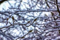 Close-up of Magnolia kobus twigs with buds in winter. The branches are covered with white fluffy snow Royalty Free Stock Photo