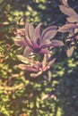 Close up on Magnolia Magnoliaceae Betty