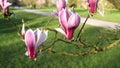 Close up of magnolia pink flowers blooming tree branches in London spring park Royalty Free Stock Photo