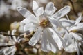 Close up of magnolia stellata flowers in Isabella Plantation in Richmond Park, London
