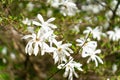 Close-up of Magnolia stellata or star magnolia during flowering in spring. Magnolia stellata Siebold and Zucc. Maxim.