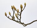 Close up of magnolia tree flower buds