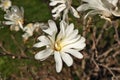 Close up of Magnolia X Loebneri Encore Flower Blossoms on Tree Bush Branch Royalty Free Stock Photo