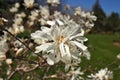 Close up of Magnolia X Loebneri Encore Flower Blossoms on Tree Bush Branch Royalty Free Stock Photo