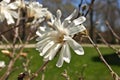 Close up of Magnolia X Loebneri Encore Flower Blossoms on Tree Bush Branch Royalty Free Stock Photo