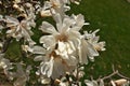 Close up of Magnolia X Loebneri Encore Flower Blossoms on Tree Bush Branch Royalty Free Stock Photo