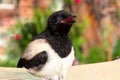 Close-up of a Magpie chick.