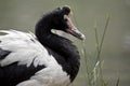 Magpie goose Royalty Free Stock Photo