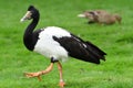 Magpie goose anseranas semipalmata Royalty Free Stock Photo