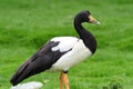 Magpie goose anseranas semipalmata Royalty Free Stock Photo