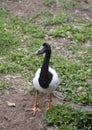 Magpie Goose In Field Royalty Free Stock Photo