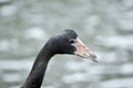 Magpie goose Royalty Free Stock Photo