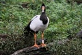 A close up of a Magpie Goose Royalty Free Stock Photo