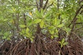 Close up of magrove trees with branches with green leaves. Close up of mangrove leaf. Detail of mangrove trees along the mangrove.