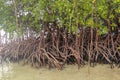 Close up of magrove trees with branches with green leaves. Close up of mangrove leaf. Detail of mangrove trees along the mangrove.