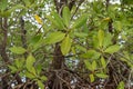 Close up of magrove trees with branches with green leaves. Close up of mangrove leaf. Detail of mangrove trees along the mangrove.