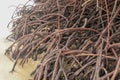 Close up of magrove trees with branches with green leaves. Close up of mangrove leaf. Detail of mangrove trees along the mangrove.